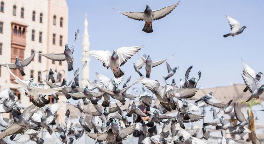 Umrah Packages in May